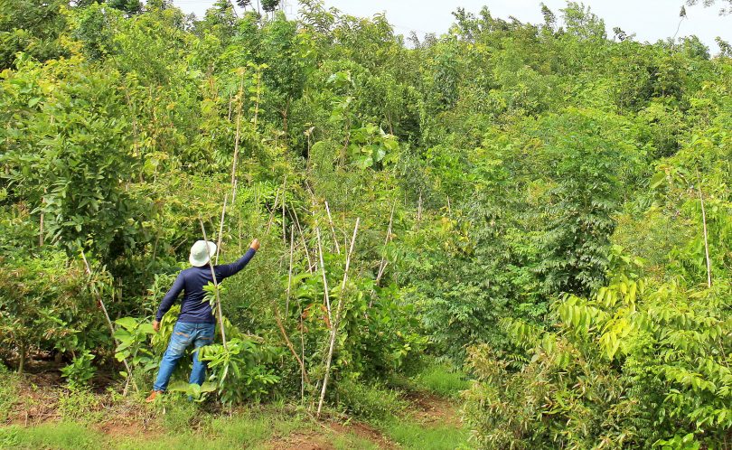 A Guide to Make Bengaluru Green Again