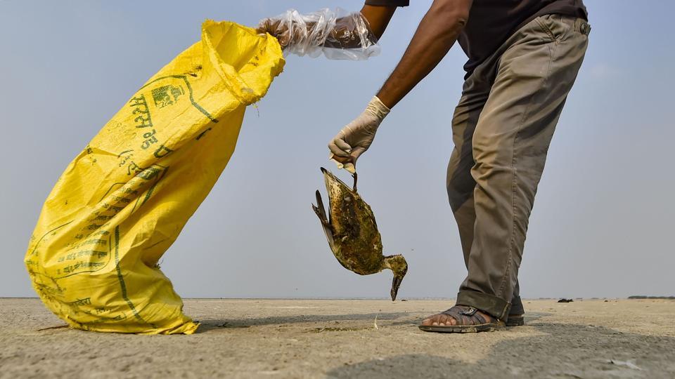 Over 18,000 Migratory Birds Die Mysteriously in Rajasthan